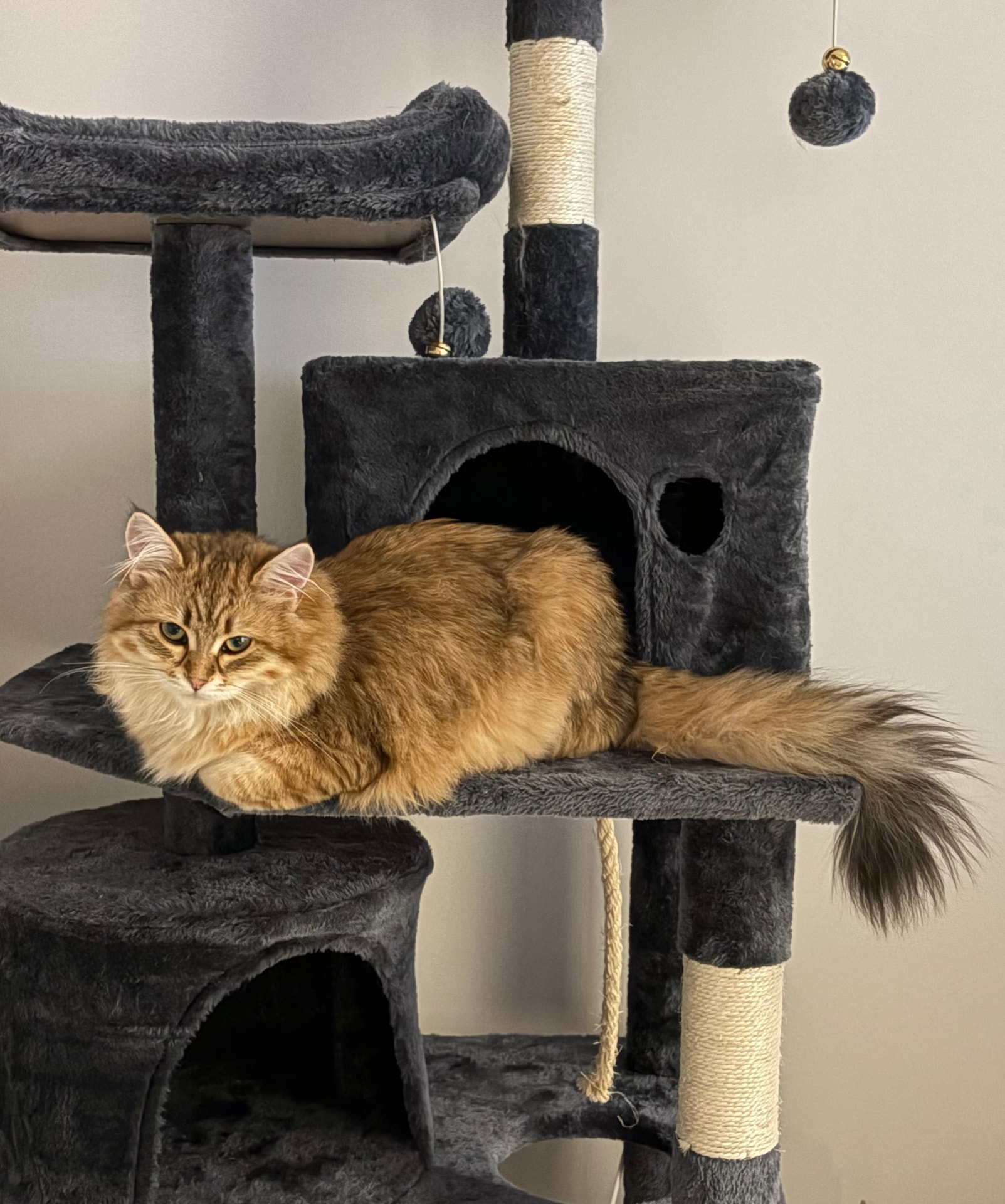 Brown tabby Siberian queen in close portrait (2 of 4)