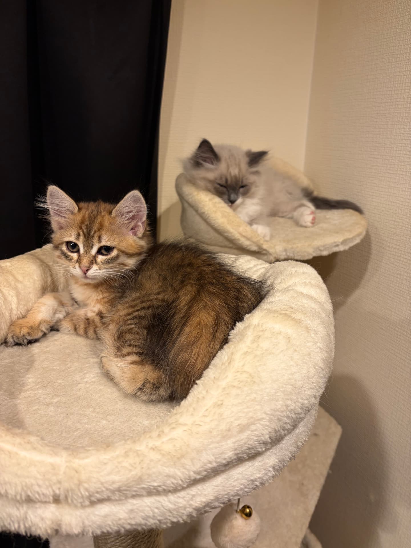 Siobhan and Oliver as kittens (2 of 6)
