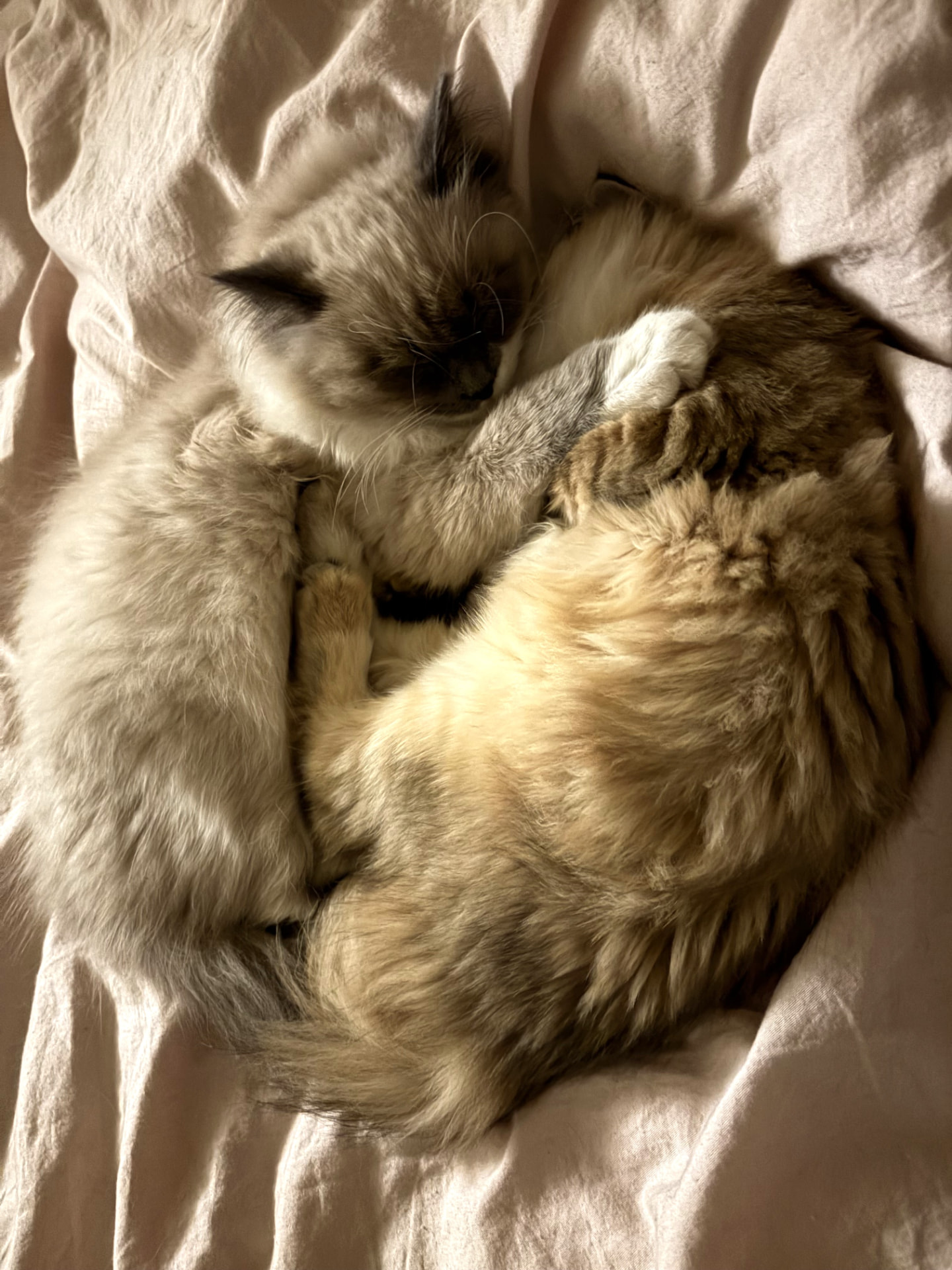 Siobhan and Oliver as kittens (4 of 6)