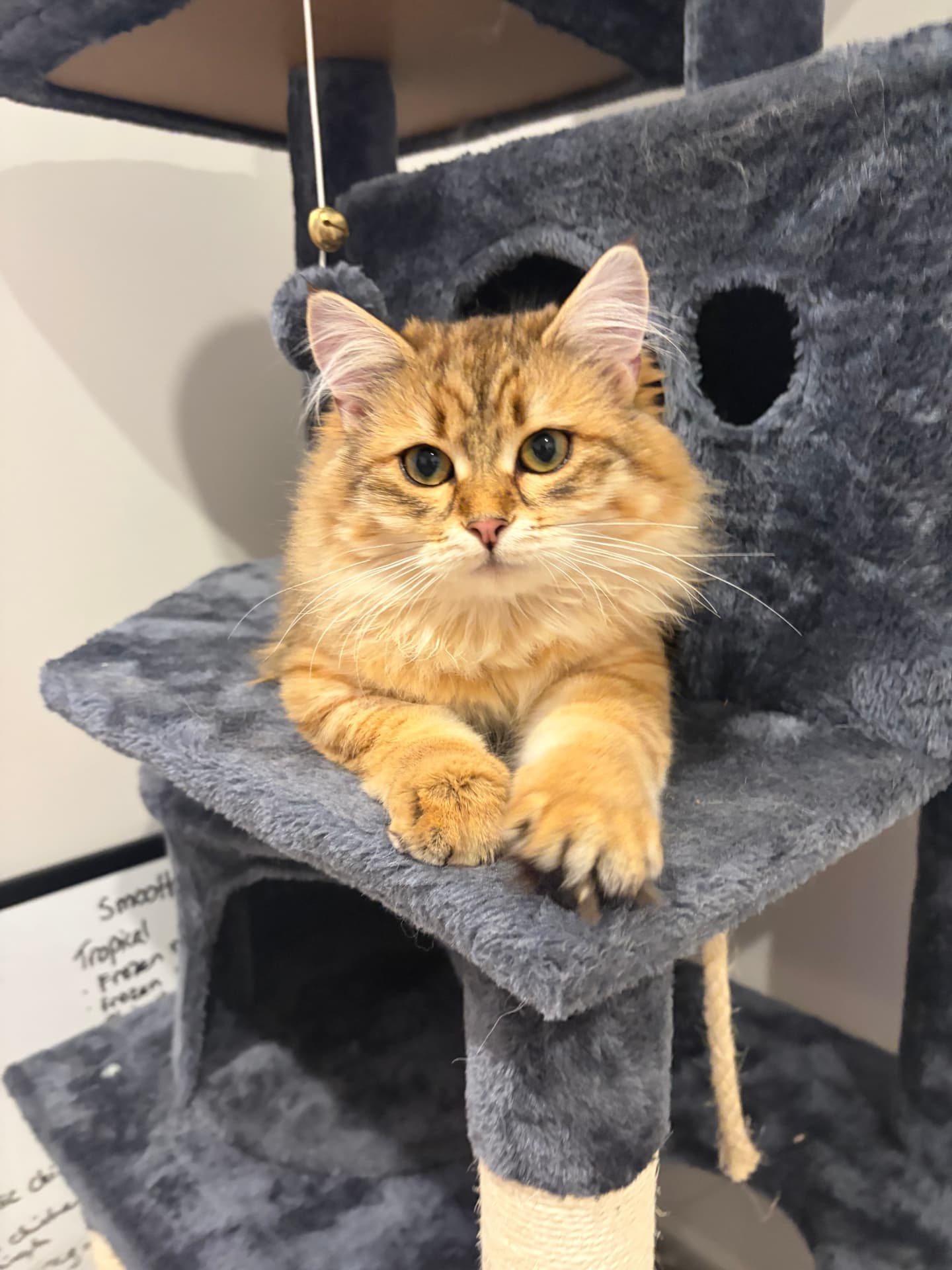 Brown tabby Siberian queen in close portrait (3 of 4)